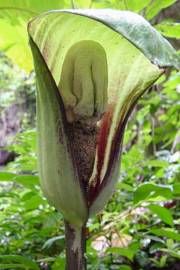 3 Semi di Amorphophallus Kiusianus Kyushu Voodoo Lily - Semi Freschi, Alta Germinabilità, No-GMO