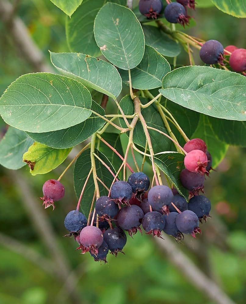 Pero Corvino – 10 Semi, Frutti Eduli, Ornamentale, Giardino, Facile da Coltivare, Alta Germinabilità, Non-GMO