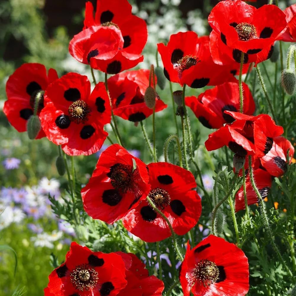 50 Semi di Papavero comune Papaver rhoeas – Semi Freschi, Alta Germinabilità, No-GMO