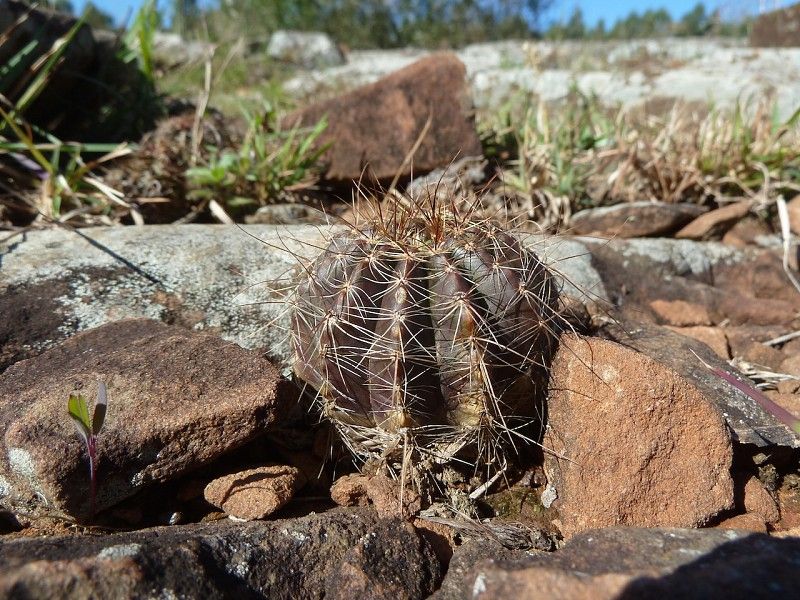 Parodia ibicuiensis - 10 Semi – Alta Germinabilità, Varietà Selezionata, Non-GMO