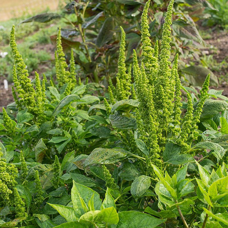 Amaranto Green Thumb – 30 Semi, Verde Chiaro, Compatto, Aiuole, Facile da Coltivare, Alta Germinabilità, Non-GMO