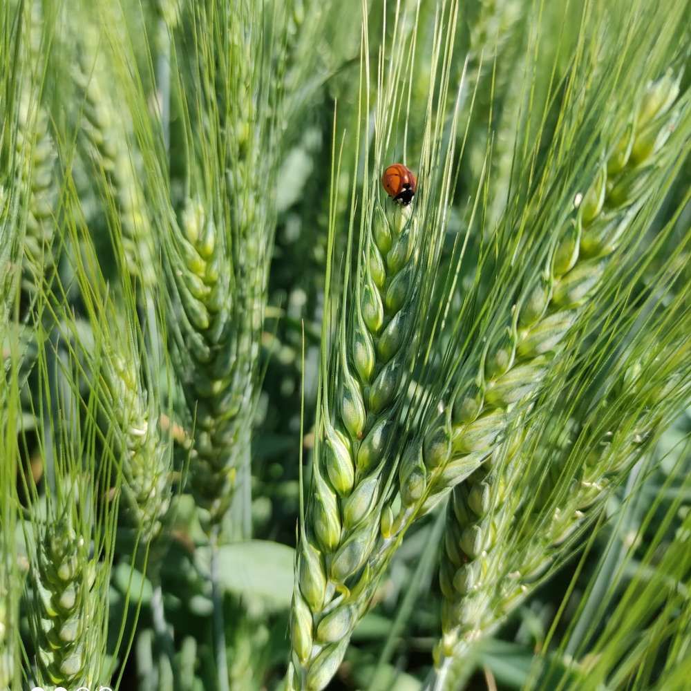 80 Semi di Frumento Oroset – Semi Freschi, Alta Germinabilità, No-GMO