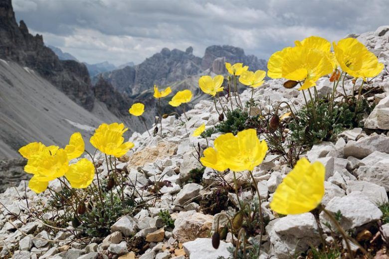 50 Semi di Papavero alpino Papaver alpinum – Semi Freschi, Alta Germinabilità, No-GMO