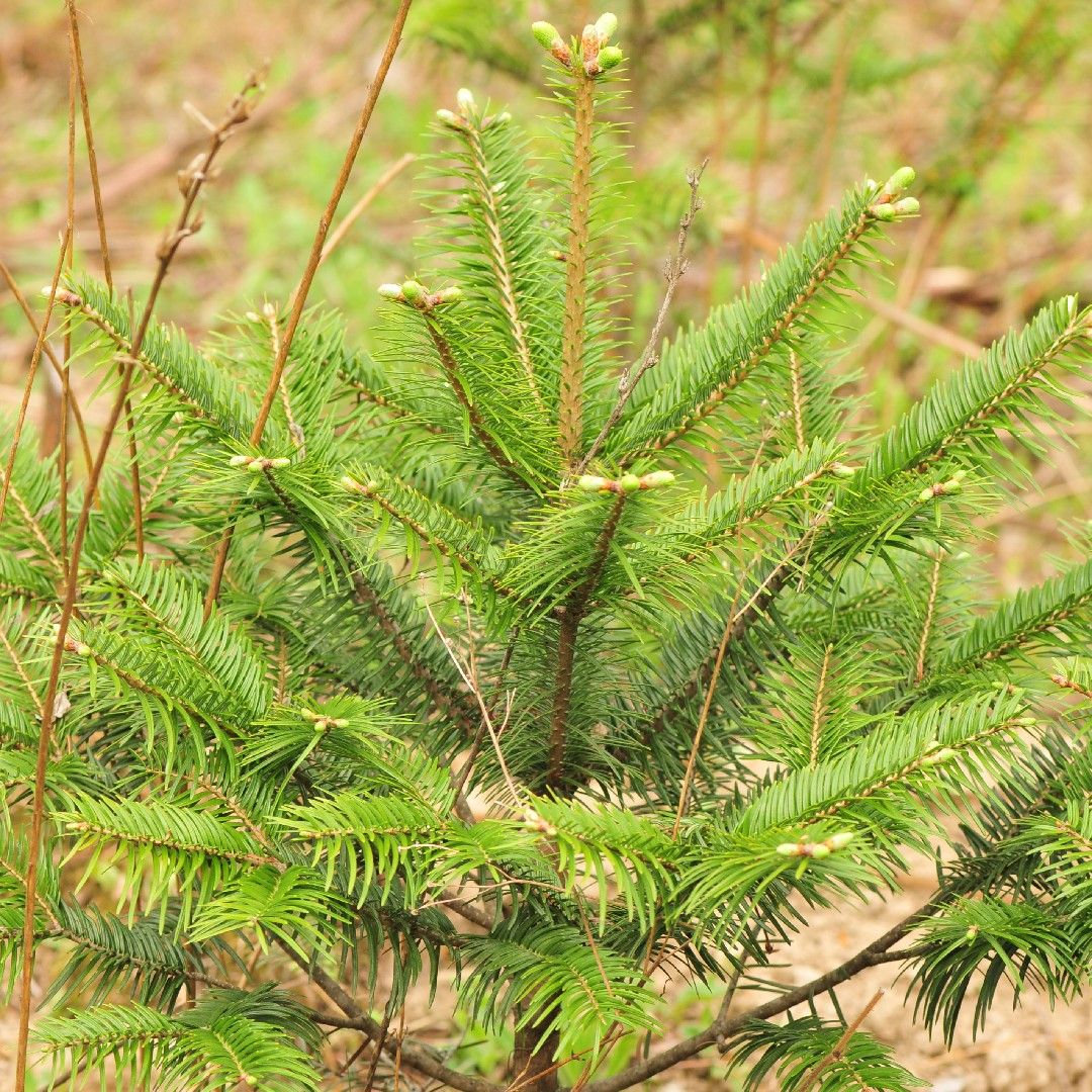 Abete di Farges – 10 Semi, Legno Rosso, Cinese, Giardino, Facile da Coltivare, Alta Germinabilità, Non-GMO