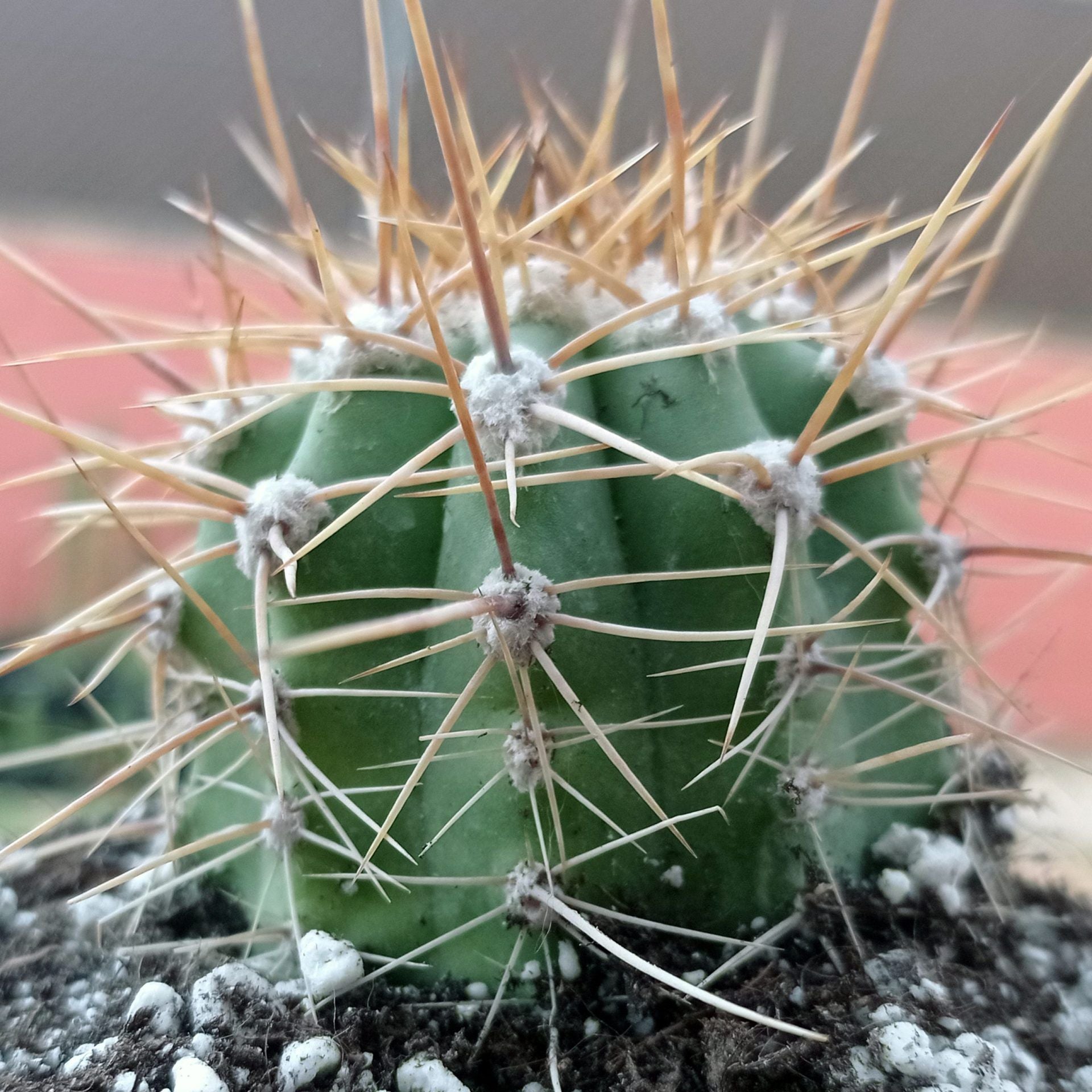 Trichocereus tarijensis - 10 Semi – Alta Germinabilità, Varietà Selezionata, Non-GMO