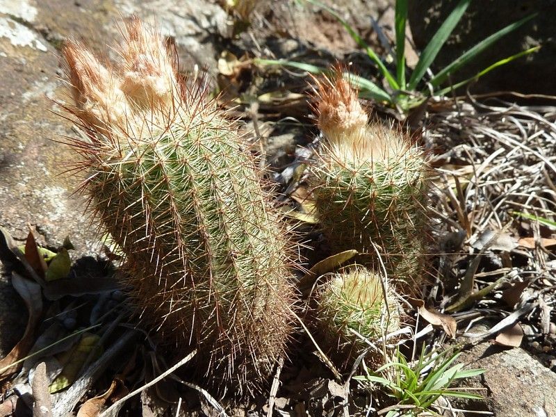 Parodia tenuicylindrica - 10 Semi – Alta Germinabilità, Varietà Selezionata, Non-GMO