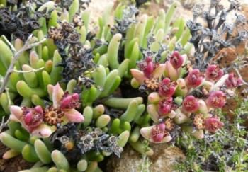 Ottosonderia - 10 Semi – Alta Germinabilità, Varietà Selezionata, Non-GMO