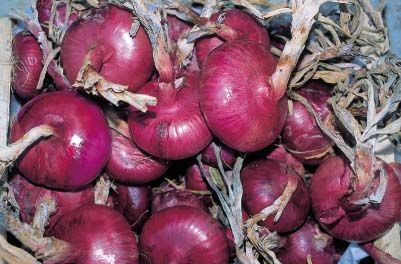 Vernina Red Onion from Florence – 30 Seeds, Winter, Excellent Keeping, Vegetable Garden, Easy to Grow, High Germination Rate, Non-GMO