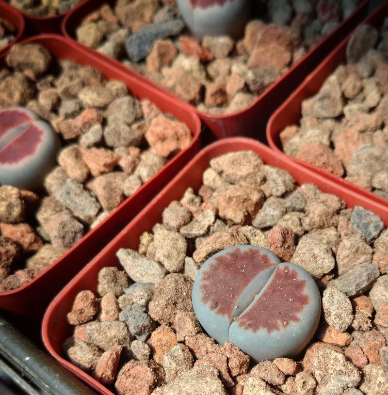 Lithops karasmontana – 10 Seeds, Living Stone, Unique Veining, Decorative, Easy to Grow, High Germination, Non-GMO