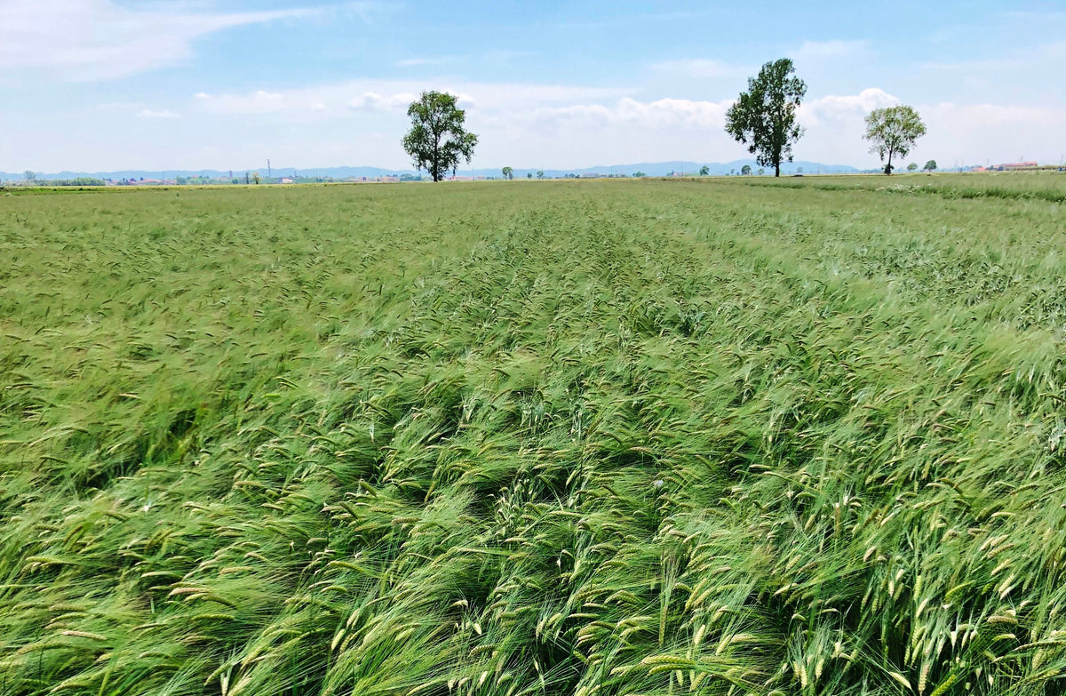80 Semi di Orzo Distico Tazio – Semi Freschi, Alta Germinabilità, No-GMO