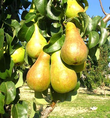 Pero Conference – 10 Semi, Buccia Rugginosa, Polpa Molto Succosa, Sapore Dolce, Maturazione Settembre, Non-GMO