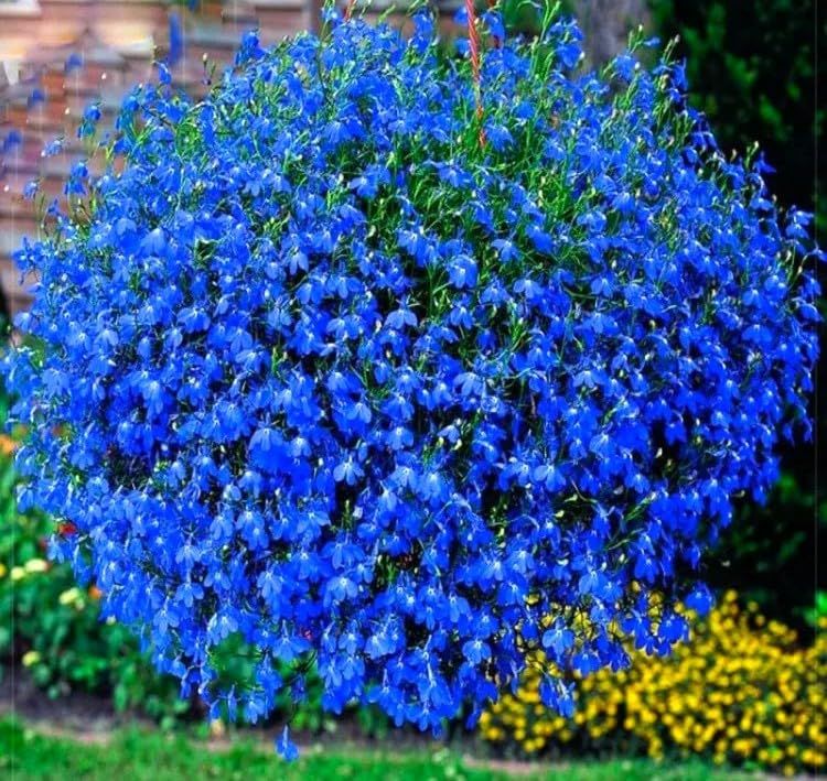 Lobelia Cascade – 10 Semi, Nuvola di Fiori, Perfetta per Cesti Appesi, Blu Vivace, Facile da Coltivare, Alta Germinabilità, Non-GMO