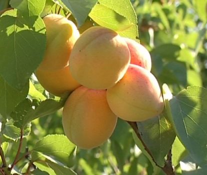 Albicocco Precoce d’Imola – 10 Semi, Raccolto Anticipato, Frutti Profumati, Resistente, Facile da Coltivare, Alta Germinabilità, Non-GMO