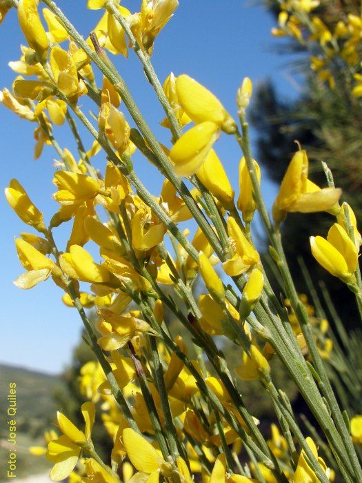 Genista Valentina – 10 Semi, Fioritura Ricca, Giardino, Facile da Coltivare, Alta Germinabilità, Non-GMO
