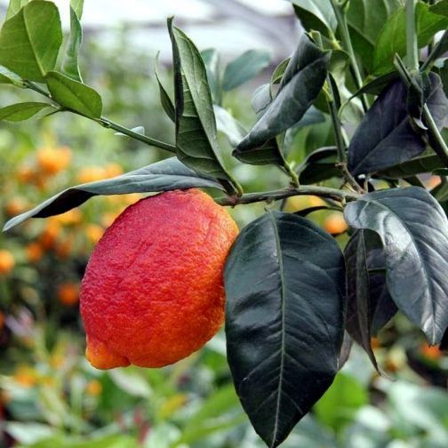 Limone Rosso – 10 Semi, Colore Vivace, Molto Decorativo, Cucina, Facile da Coltivare, Alta Germinabilità, Non-GMO