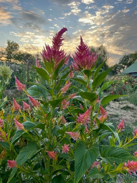 10 Semi di Celosia - Semi Freschi, Alta Germinabilità, No-GMO