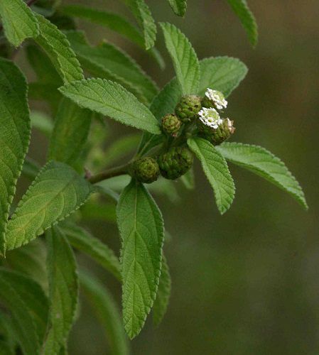 100 Semi di Lippia Javanica - Semi Freschi, Alta Germinabilità, No-GMO
