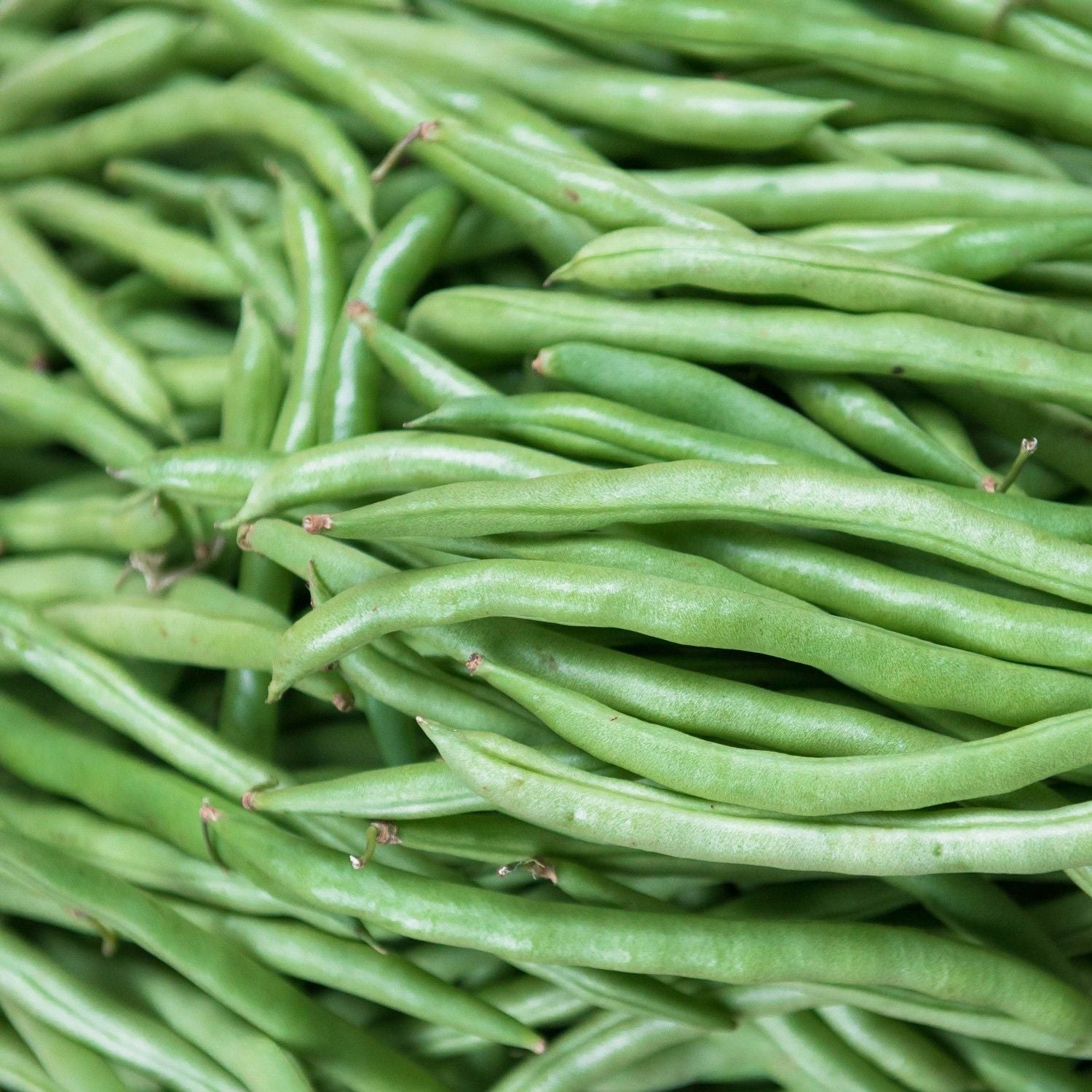 Fagiolo Nano Slenderette – 10 Semi, Baccello Sottile Elegante, Senza Filo, Gourmet, Facile da Coltivare, Alta Germinabilità, Non-GMO