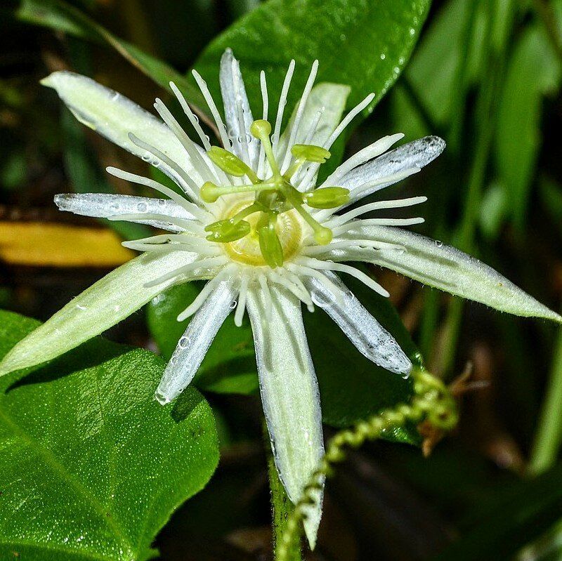 10 Semi di Passiflora Capsularis – Semi Freschi, Alta Germinabilità, No-GMO