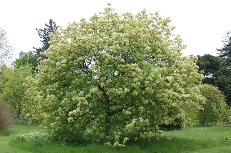 Orniello – 10 Semi, Albero della Manna, Fiori Bianchi, Facile da Coltivare, Alta Germinabilità, Non-GMO