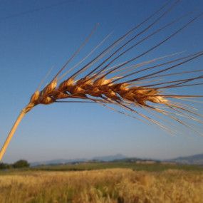 80 Semi di Frumento Tenero Mentana – Semi Freschi, Alta Germinabilità, No-GMO