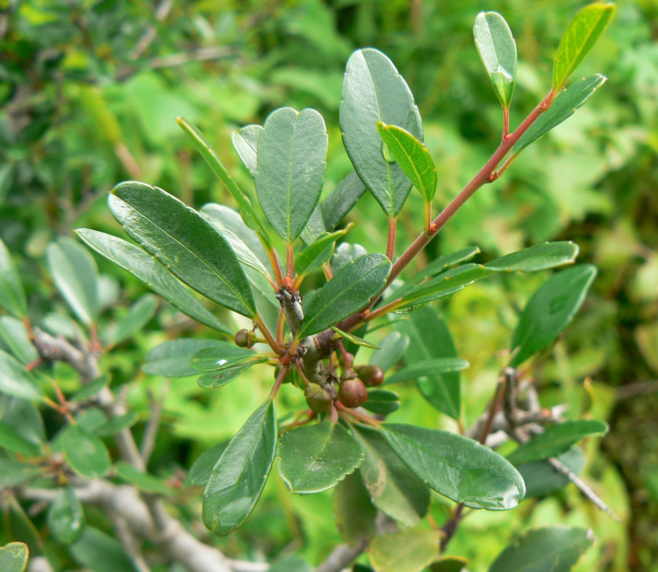 Rhamnus Oleoides – 10 Semi, Mediterraneo, Rustico, Siepe, Facile da Coltivare, Alta Germinabilità, Non-GMO