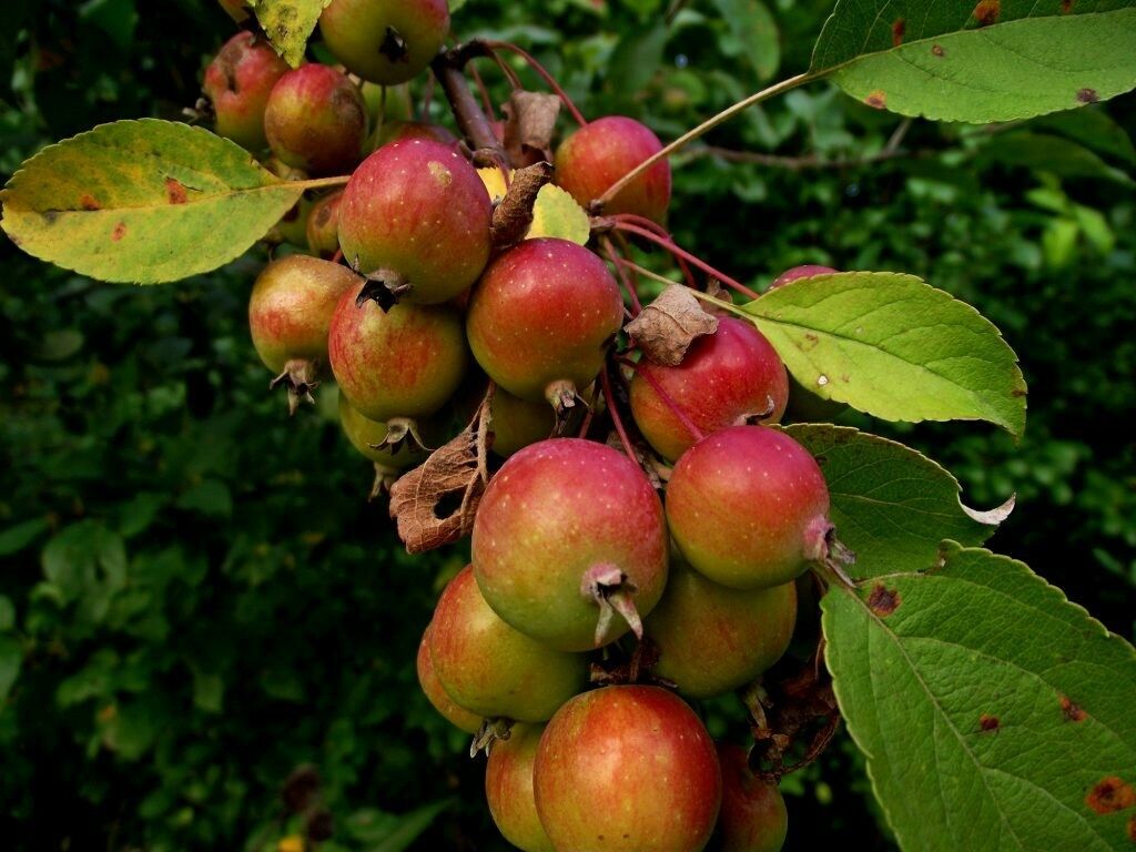 Melo Selvatico – 10 Semi, Fiori Bianchi, Frutti, Bosco, Facile da Coltivare, Alta Germinabilità, Non-GMO