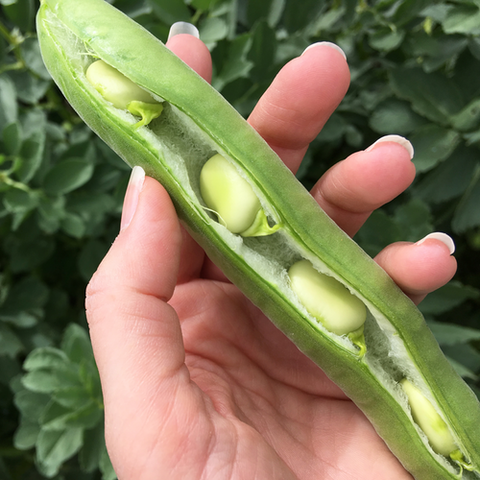 Aguadulce Bean Selection Samba – 10 Seeds, Uniform and Productive, Excellent Consistency, Vegetable Garden, Easy to Grow, High Germination, Non-GMO