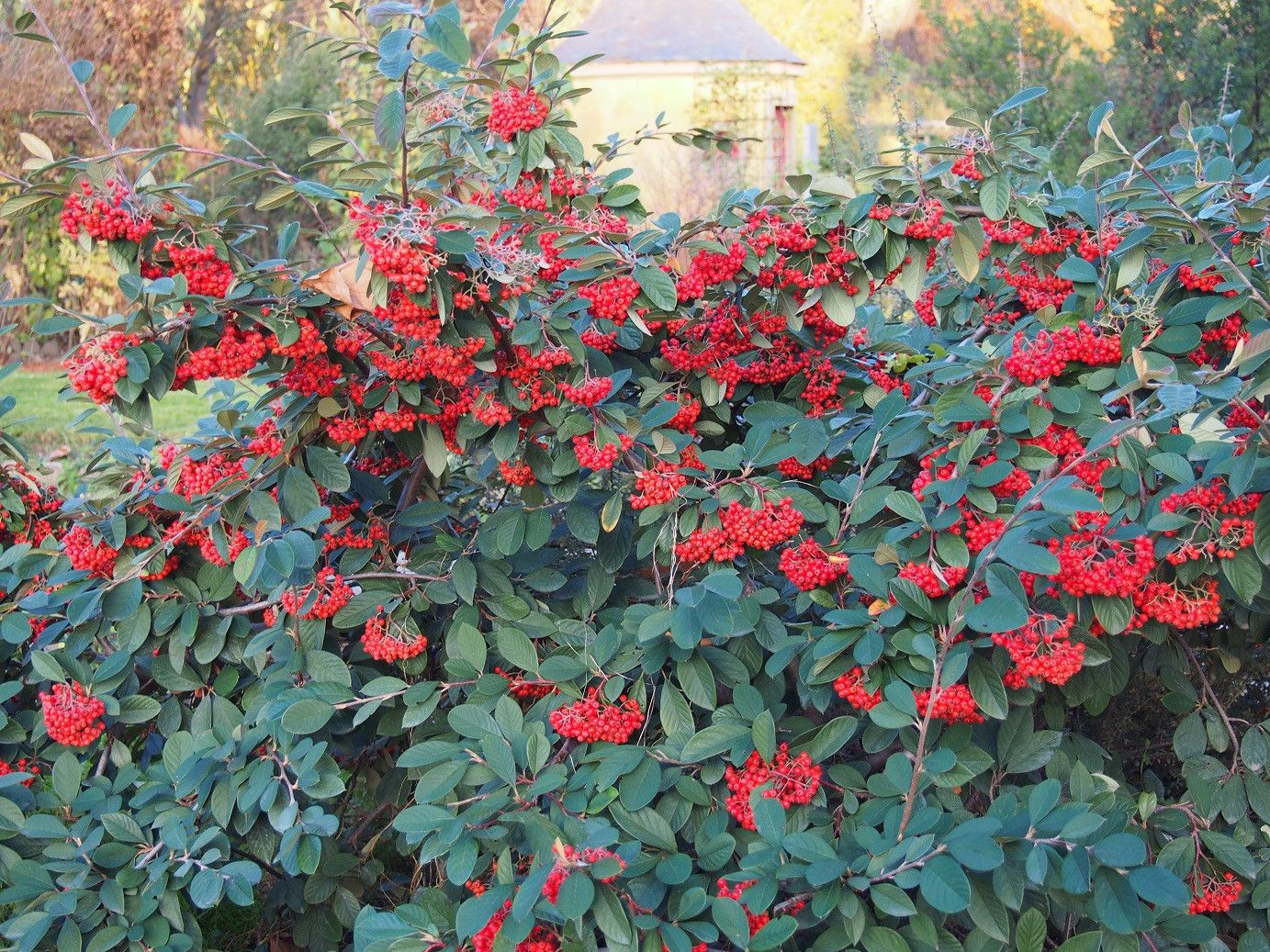 Cotoneaster Lacteus – 10 Semi, Sempreverde, Siepe, Giardino, Facile da Coltivare, Alta Germinabilità, Non-GMO