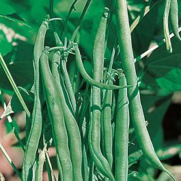Boby White Dwarf Bean – 10 Seeds, Cornet Variety, Straight and Fleshy Pod, Vegetable Garden, Easy to Grow, High Germination, Non-GMO