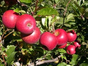 Melo Stayman Red – 10 Semi, Buccia Striata, Gusto Acidulo, Maturazione Fine Settembre, Facile da Coltivare, Alta Germinabilità, Non-GMO