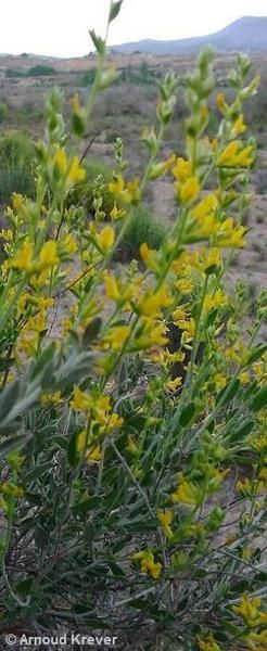 Anthyllis Terniflora – 10 Semi, Resistente Siccità, Roccioso, Facile da Coltivare, Alta Germinabilità, Non-GMO
