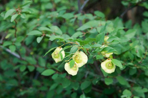 Marruca – 10 Semi, Spinoso, Storico, Siepe fitta, Facile da Coltivare, Alta Germinabilità, Non-GMO