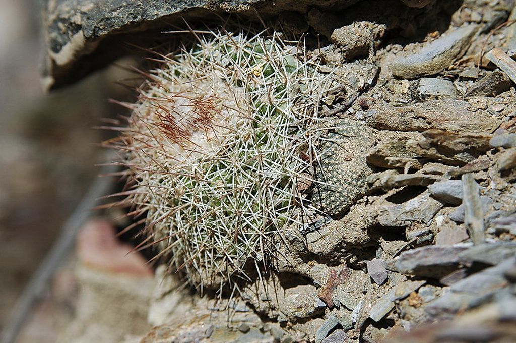 Parodia gibbulosoides - 10 Semi – Alta Germinabilità, Varietà Selezionata, Non-GMO