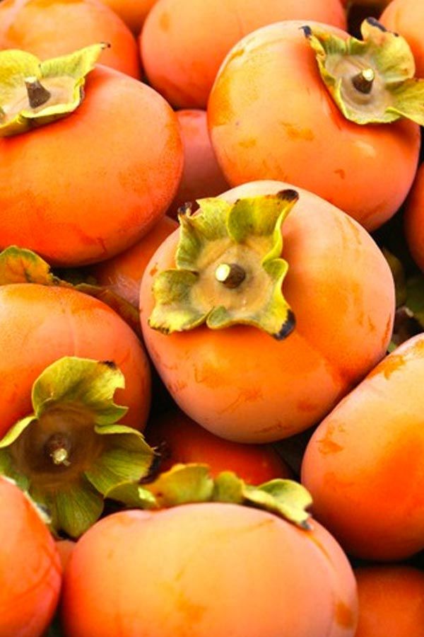 Vanilla Persimmon – 10 Seeds, Sweet Bronze Flesh, Flattened Fruit, Ripens November-December, Non-GMO