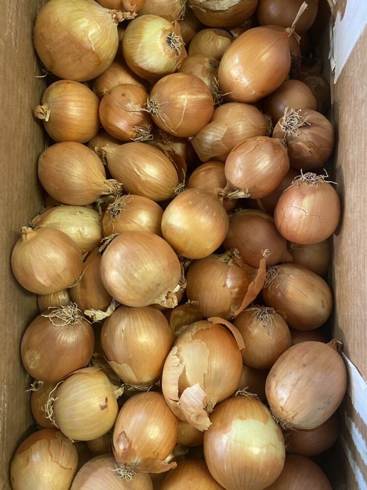Parma Golden Onion – 30 Seeds, Golden Skin, Long-Shelf Life, Vegetable Garden, Easy to Grow, High Germination Rate, Non-GMO