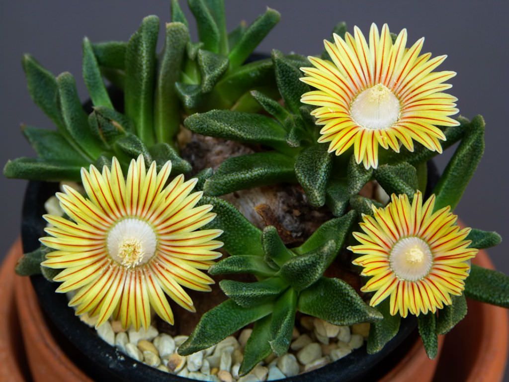 Nananthus - 10 Semi – Alta Germinabilità, Varietà Selezionata, Non-GMO