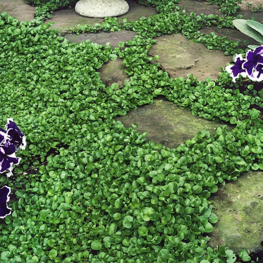 Dichondra Repens – 10,000 Seeds, Dwarf Roundleaf Lawn, No Mowing, Ideal for Shade, Easy to Grow, High Germination, Non-GMO