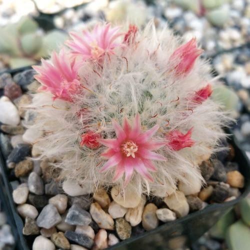 Mammillaria bocasana - 10 Semi – Alta Germinabilità, Varietà Selezionata, Non-GMO
