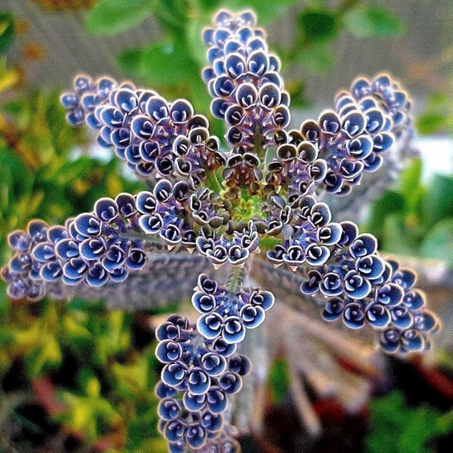 Kalanchoe delagoensis - 10 Semi – Alta Germinabilità, Varietà Selezionata, Non-GMO