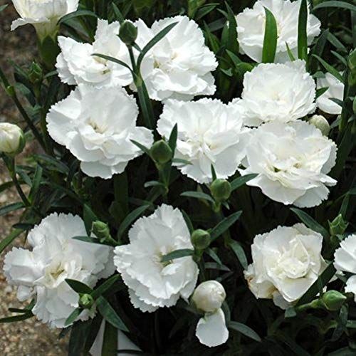 Garofano Chabaud Bianco Screziato – 10 Semi, Fiori Grandi, Screziature Eleganti, Profumato, Facile da Coltivare, Alta Germinabilità, Non-GMO