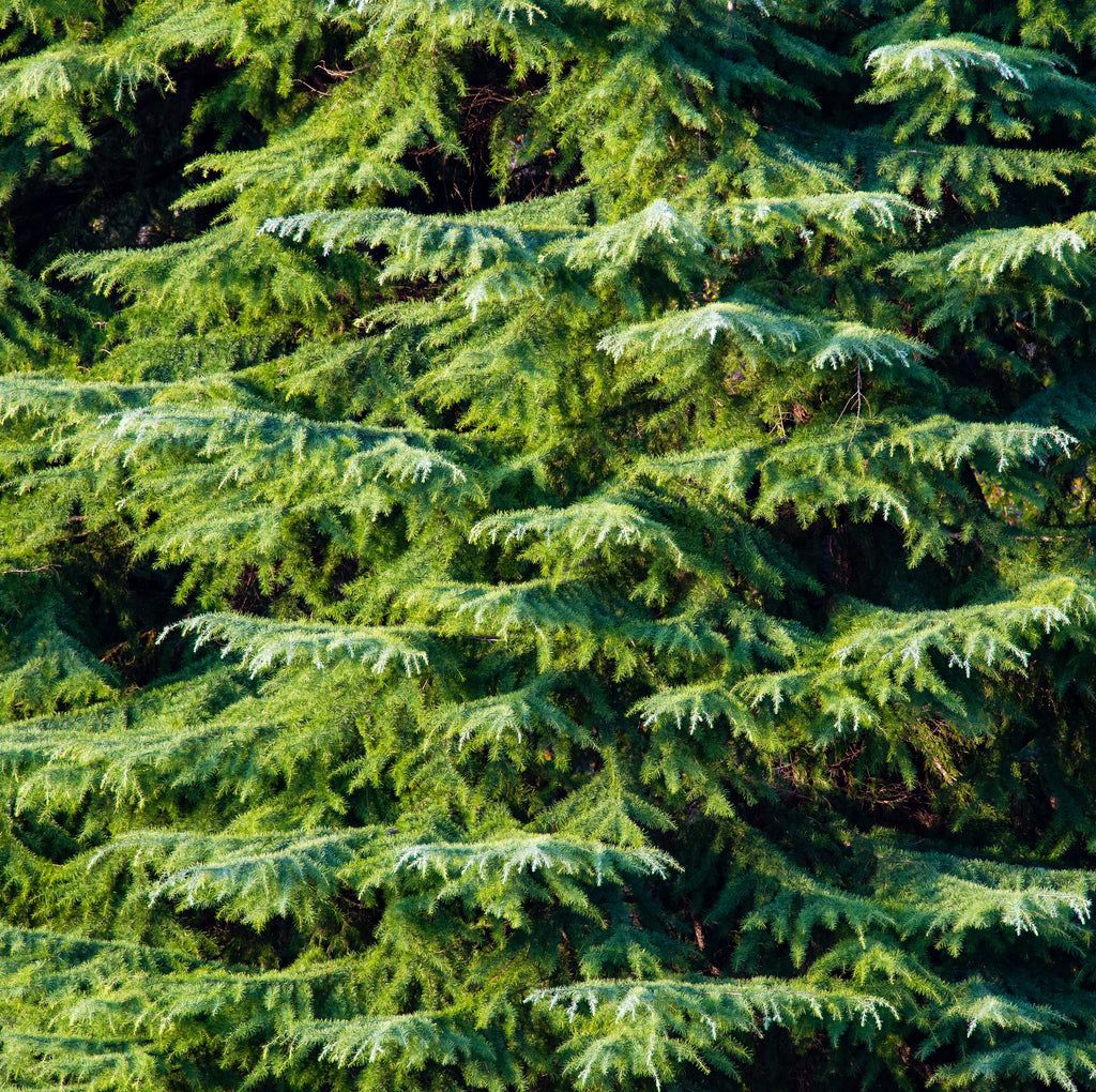 Abete Momi – 10 Semi, Legno Pregiato, Giapponese, Ornamentale, Facile da Coltivare, Alta Germinabilità, Non-GMO