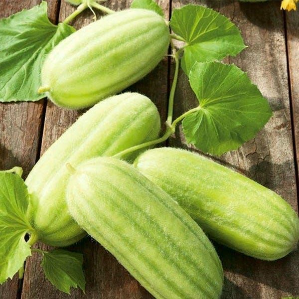 Carosello Mezzo Lungo Polignano – 30 Semi, Forma Cilindrica, Sapore Dolce, Uso Fresco, Facile da Coltivare, Alta Germinabilità, Non-GMO