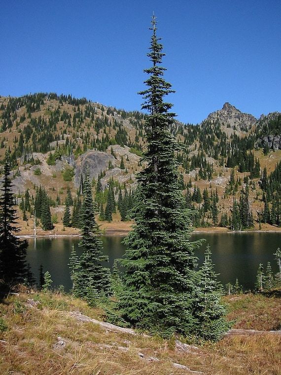 Abete Subalpino – 10 Semi, Molto Resistente, Montano, Bonsai, Facile da Coltivare, Alta Germinabilità, Non-GMO