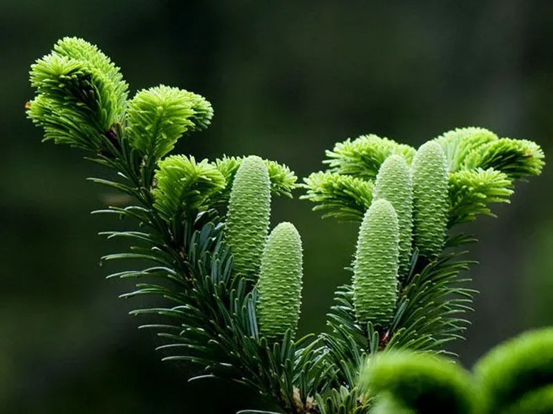 Abete di Baishanzu – 10 Semi, Rarissimo, Critico, Botanico, Facile da Coltivare, Alta Germinabilità, Non-GMO