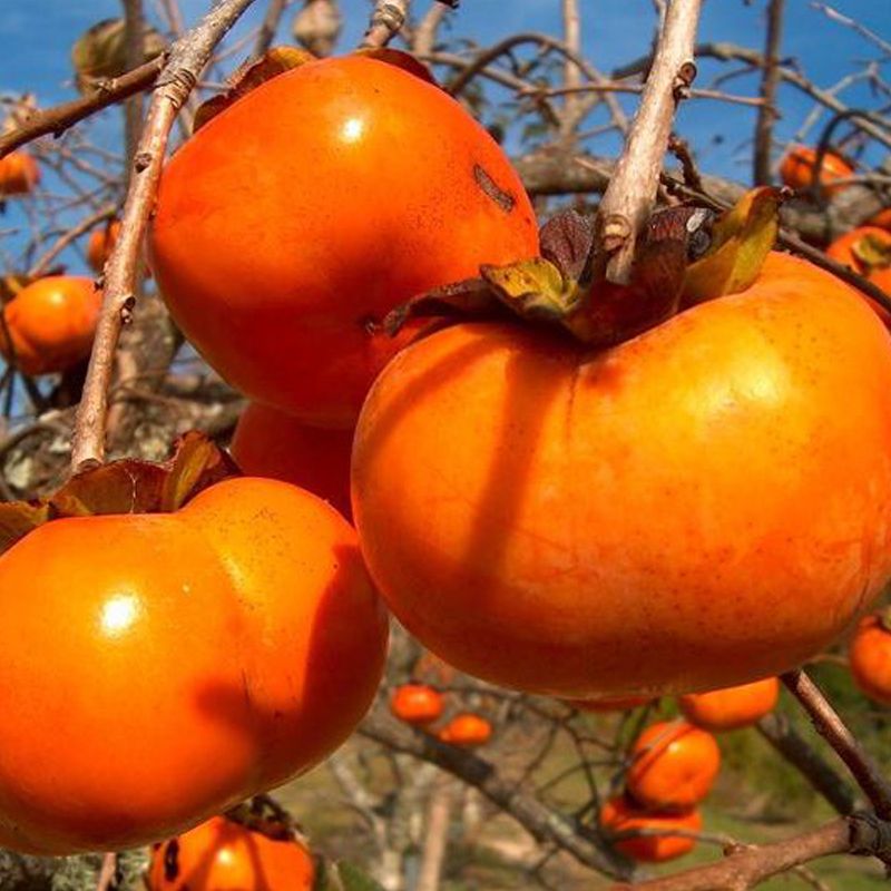 Vanilla Persimmon – 10 Seeds, Sweet and Crunchy Fruit, Firm Flesh, Autumnal, Easy to Grow, High Germinability, Non-GMO