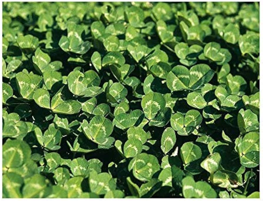 Dwarf Clover – 10,000 Seeds, Dense and Very Low Coverage, Impeccable Aesthetics, Easy to Grow, High Germinability, Non-GMO