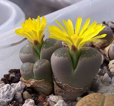 Lithops helmutii - 10 Semi – Alta Germinabilità, Varietà Selezionata, Non-GMO