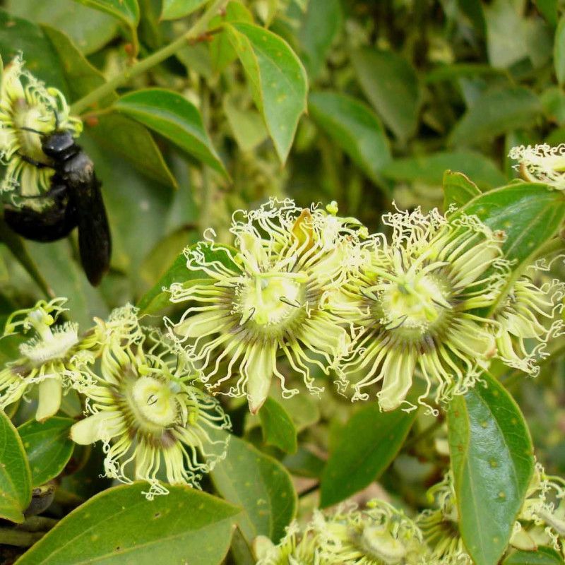 10 Semi di Passiflora Auriculata – Semi Freschi, Alta Germinabilità, No-GMO