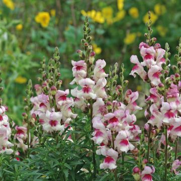 Bocca di Leone Pola F1 – 30 Semi, Mix Pendula, Cascata, Balconi, Facile da Coltivare, Alta Germinabilità, Non-GMO